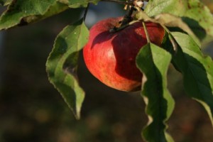 15940_1145120116780_2686282_n