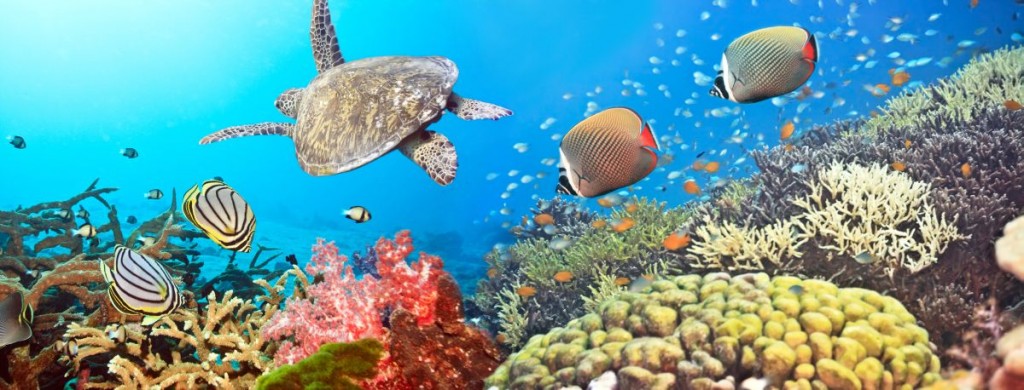 Underwater panorama