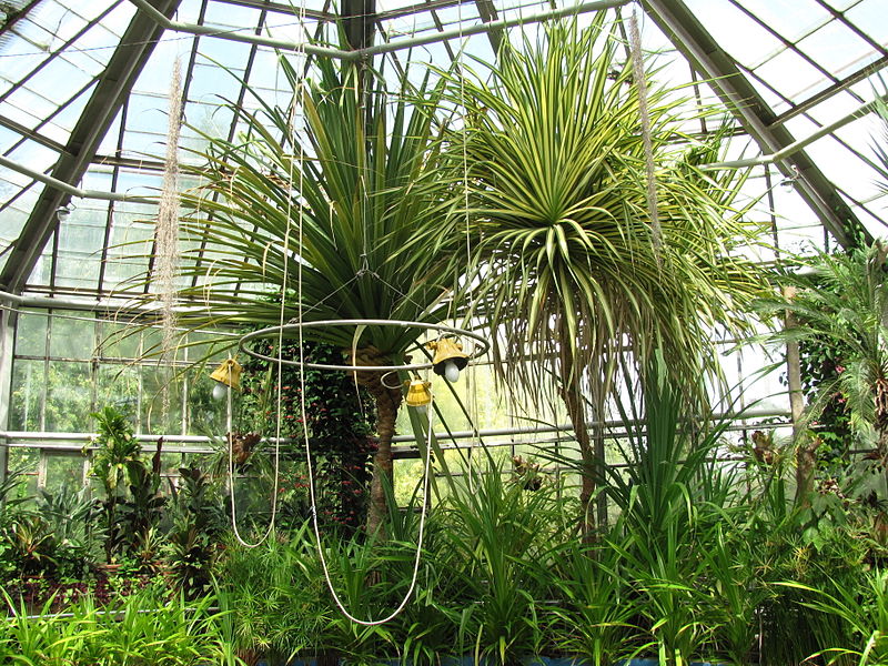 800px-Cluj-Napoca-Grădina_Botanică_-Alexandru_Borza-IMG_1486