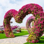Dubai Miracle Garden