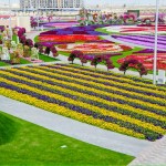 Dubai Miracle Garden