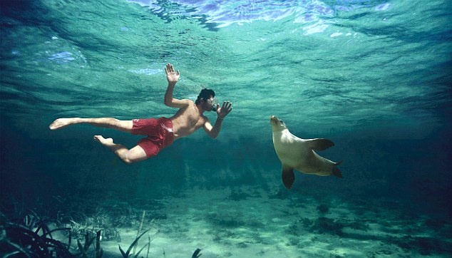 Sealion