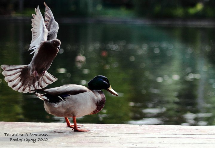 Abdelmoumen Taoutaou (7)