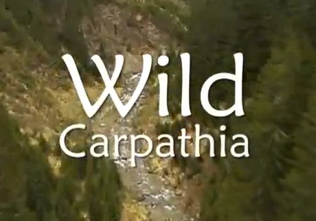 wild-Carphatia