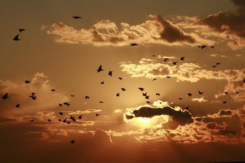 eusebiu-birds