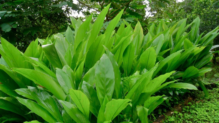 planta calculeaza