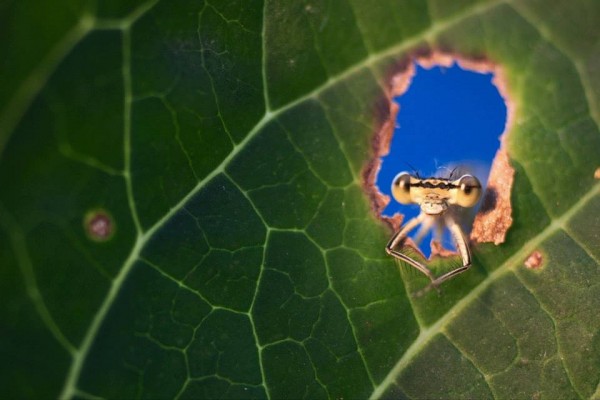 remus-tiplea-fotografii-cu-libelule-17-600x400