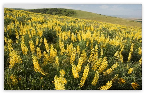 yellow_lupine_emigrant_hill_oregon-t2