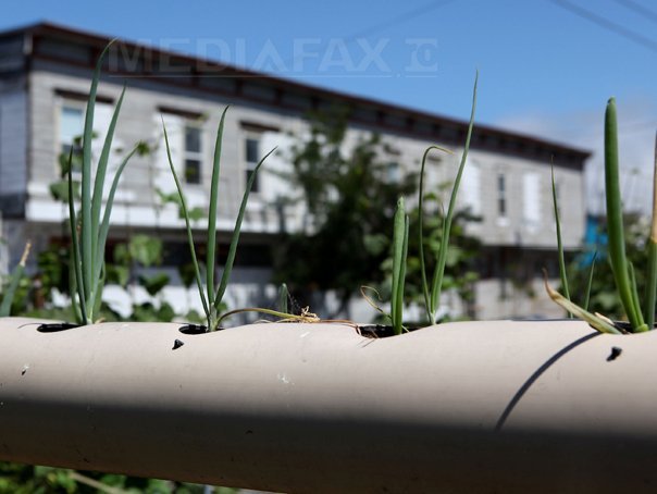 ferma-urbana-afp