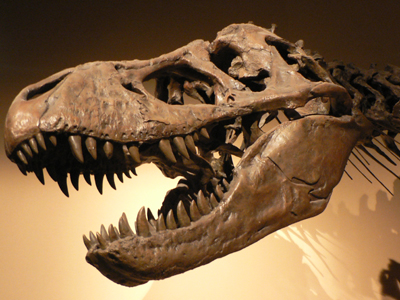 tyrannosaurus-rex