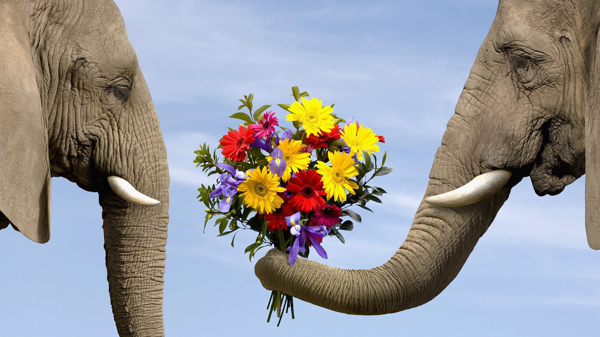elephant-giving-flowers