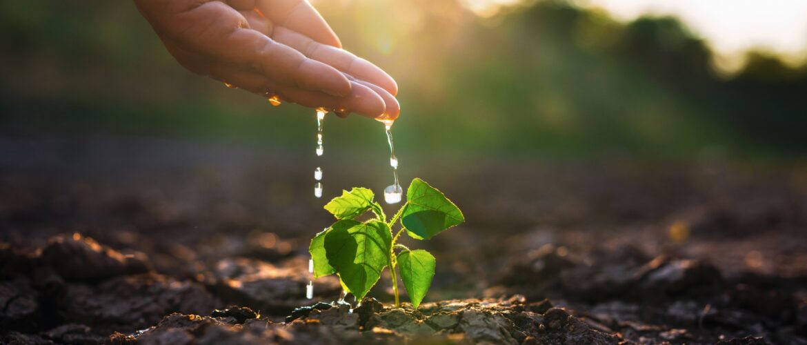 Hand,Is,Watering,A,Small,Plant,In,A,Dry,Field.