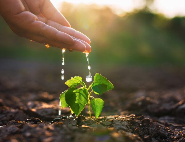 Hand,Is,Watering,A,Small,Plant,In,A,Dry,Field.